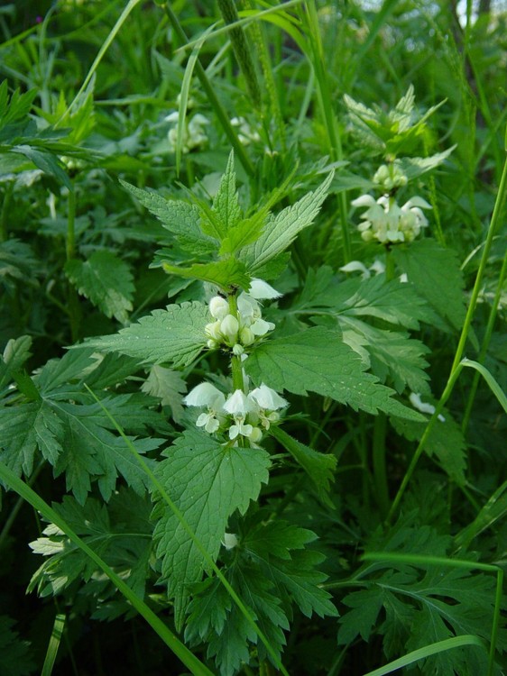 Lamium album